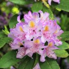 40 Seeds CAROLINA RHODODENDRON Carolinianum Dwarf Azalea Pink Purple Flower Shrub (Seeds)