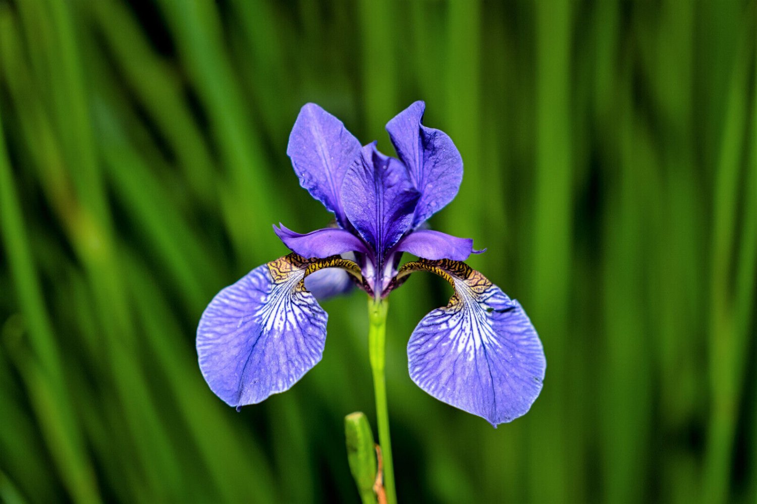 25 Seeds BLUE FLAG IRIS Versicolor Fragrant Native Purple Yellow White Flower (Seeds)