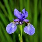 25 Seeds BLUE FLAG IRIS Versicolor Fragrant Native Purple Yellow White Flower (Seeds)