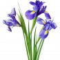 25 Seeds BLUE FLAG IRIS Versicolor Fragrant Native Purple Yellow White Flower (Seeds)