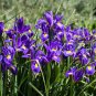 25 Seeds BLUE FLAG IRIS Versicolor Fragrant Native Purple Yellow White Flower (Seeds)