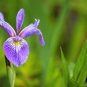 25 Seeds BLUE FLAG IRIS Versicolor Fragrant Native Purple Yellow White Flower (Seeds)