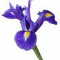 25 Seeds BLUE FLAG IRIS Versicolor Fragrant Native Purple Yellow White Flower (Seeds)