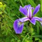 25 Seeds BLUE FLAG IRIS Versicolor Fragrant Native Purple Yellow White Flower (Seeds)