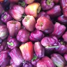 100 Seeds LILAC BELL PEPPER Capsicum Annuum Sweet Mild Purple Vegetable (Seeds)