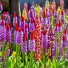 20 Seeds ORCHID PRIMROSE Primula Vialii Red Hot Poker Pink Purple Shade Flower (Seeds)