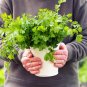 25 Seeds Organic DWARF LEMON CILANTRO Coriander Spice Coriandrum Sativum Herb (Seeds)