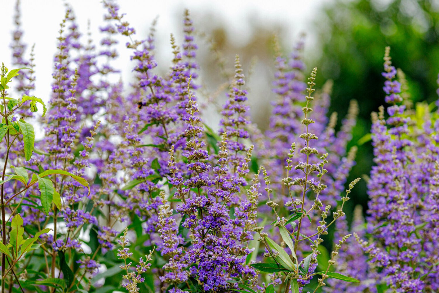 25 Seeds CHASTE BERRY TREE Vitex Agnus Castus Monk&acirc;��s Pepper Flower (Seeds)