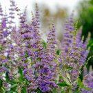 25 Seeds CHASTE BERRY TREE Vitex Agnus Castus Monk’s Pepper Flower (Seeds)