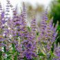 25 Seeds CHASTE BERRY TREE Vitex Agnus Castus Monk’s Pepper Flower (Seeds)