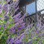 25 Seeds CHASTE BERRY TREE Vitex Agnus Castus Monk’s Pepper Flower (Seeds)