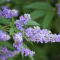 25 Seeds CHASTE BERRY TREE Vitex Agnus Castus Monk’s Pepper Flower (Seeds)