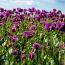 500 Seeds LAUREN'S GRAPE POPPY Purple Papaver Bicolor Flower (Seeds)