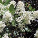 20 Seeds White SNOWBRUSH Ceanothus Velutinus Mountain Balm Buckbrush Flower Shrub (Seeds)