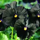 50 Seeds BLACK PANSY Clear Crystals Viola Wittrockiana Flower (Seeds)