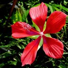10 Seeds Red TEXAS STAR HIBISCUS Coccineus Scarlet Rosemallow Flower (Seeds)