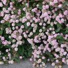 20 Seeds PUNCHING BALLS Pink Buttons Persicaria Capitata Polygonum Flower (Seeds)