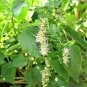 10 Seeds Java INDIAN PATCHOULI Pogostemon Heyneanus Herb Shrub Flower Fragrant (Seeds)