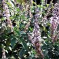 10 Seeds Java INDIAN PATCHOULI Pogostemon Heyneanus Herb Shrub Flower Fragrant (Seeds)