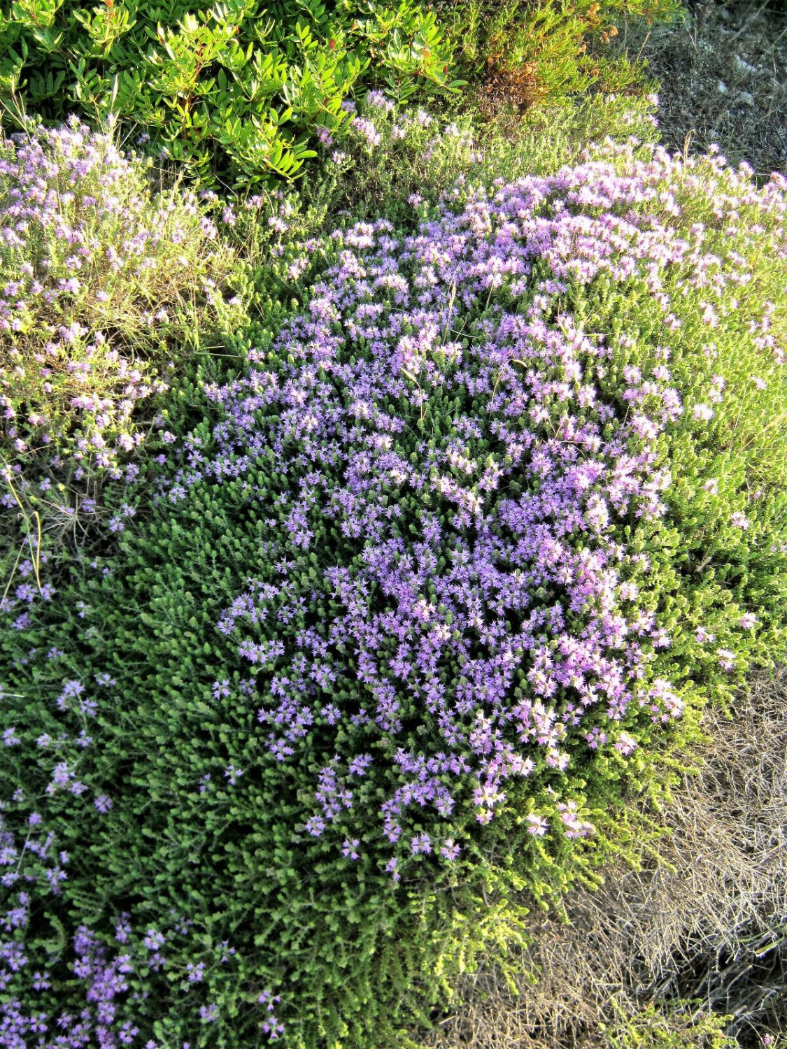 20 Seeds MEDITERRANEAN THYME Spiked Thymbra Spicata Savory Herb Za&acirc;��atar Flower (Seeds)