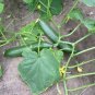 100 Seeds LONG GREEN IMPROVED CUCUMBER Slicing Cucumis Sativus Fruit Vegetable (Seeds)
