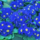 15 Seeds Accord BLUE ENGLISH PRIMROSE Primula Vulgaris Shade Houseplant Flower (Seeds) 15 Seeds Accord BLUE ENGLISH PRIMROSE Primula Vulgaris Shade Houseplant Flower (Seeds)