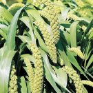 50 Seeds LIMELIGHT SPRAY MILLET Light Lime Green Flower Setaria Italica Grass (Seeds)