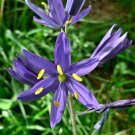 30 Seeds BLUE CAMAS Camass Lily Wild Indian Hyacinth Camassia Quamash Flower (Seeds) 30 Seeds BLUE CAMAS Camass Lily Wild Indian Hyacinth Camassia Quamash Flower (Seeds)