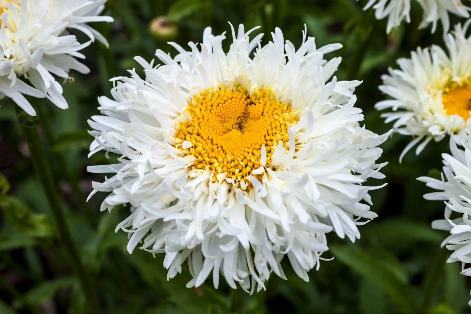 30 Seeds Double CRAZY DAISY Leucanthemum Superbum 3" Frizzled White Shasta Flower (Seeds)