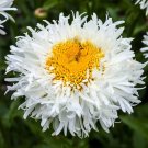 30 Seeds Double CRAZY DAISY Leucanthemum Superbum 3" Frizzled White Shasta Flower (Seeds)