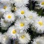 30 Seeds Double CRAZY DAISY Leucanthemum Superbum 3" Frizzled White Shasta Flower (Seeds)
