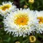 30 Seeds Double CRAZY DAISY Leucanthemum Superbum 3" Frizzled White Shasta Flower (Seeds)
