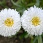30 Seeds Double CRAZY DAISY Leucanthemum Superbum 3" Frizzled White Shasta Flower (Seeds)