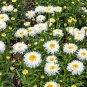 30 Seeds Double CRAZY DAISY Leucanthemum Superbum 3" Frizzled White Shasta Flower (Seeds)