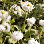 30 Seeds Double CRAZY DAISY Leucanthemum Superbum 3" Frizzled White Shasta Flower (Seeds)