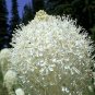 100 Seeds BEAR GRASS aka BEAR LILY Beargrass Ornamental Xerophyllum Tenax Flower (Seeds)