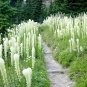 100 Seeds BEAR GRASS aka BEAR LILY Beargrass Ornamental Xerophyllum Tenax Flower (Seeds)