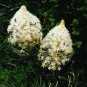100 Seeds BEAR GRASS aka BEAR LILY Beargrass Ornamental Xerophyllum Tenax Flower (Seeds)
