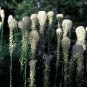 100 Seeds BEAR GRASS aka BEAR LILY Beargrass Ornamental Xerophyllum Tenax Flower (Seeds)