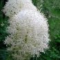 100 Seeds BEAR GRASS aka BEAR LILY Beargrass Ornamental Xerophyllum Tenax Flower (Seeds)