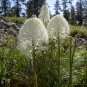 100 Seeds BEAR GRASS aka BEAR LILY Beargrass Ornamental Xerophyllum Tenax Flower (Seeds)