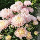 30 Seeds DUCHESS APRICOT PAEONY ASTER French Peony Callistephus Flower (Seeds)