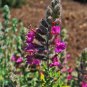 20 Seeds CAT THYME Teucrium Marum Kitty Crack Mediterranean Germander Flower Herb (Seeds)