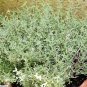20 Seeds CAT THYME Teucrium Marum Kitty Crack Mediterranean Germander Flower Herb (Seeds)