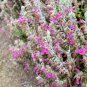 20 Seeds CAT THYME Teucrium Marum Kitty Crack Mediterranean Germander Flower Herb (Seeds)