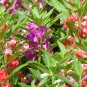 100 Seeds Mixed Dwarf TOM THUMB IMPATIENS Balsamina Sun or Shade Purple Flower (Seeds)