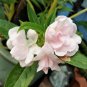 100 Seeds Mixed Dwarf TOM THUMB IMPATIENS Balsamina Sun or Shade Purple Flower (Seeds)