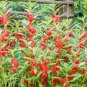 100 Seeds Mixed Dwarf TOM THUMB IMPATIENS Balsamina Sun or Shade Purple Flower (Seeds)