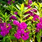 100 Seeds Mixed Dwarf TOM THUMB IMPATIENS Balsamina Sun or Shade Purple Flower (Seeds)