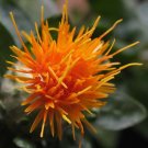 300 Seeds SAFFLOWER Saffron Carthamus Tinctorius Yellow Orange Flower (Seeds)